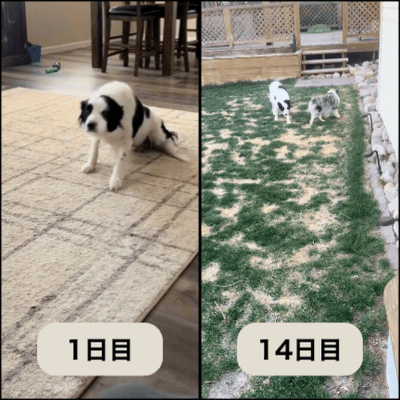 Mofuri 高度な股関節・関節サポート