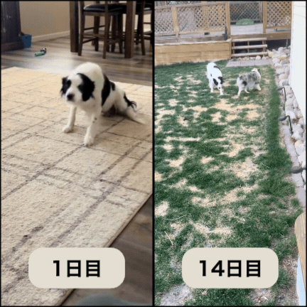 Mofuri 高度な股関節・関節サポート